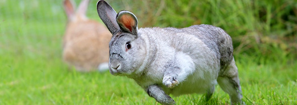 Rabbit Agility - Rabbit Show-Jumping Training | RSPCA