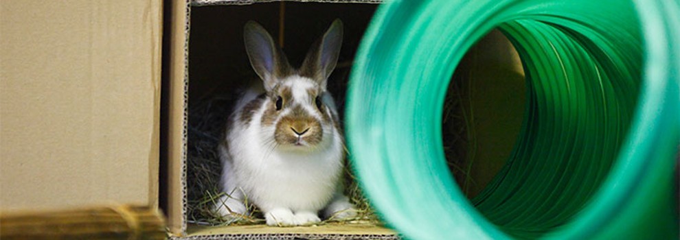 Crash Test Bunnies, Board Game