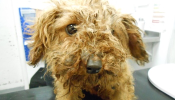 Abandoned dog Red rescued by RSPCA © RSPCA