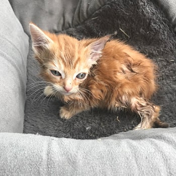 Rodney the kitten got caught in a glue trap © RSPCA