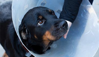 Rotweiler in head cone