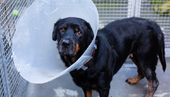 Rottweiler with head cone on