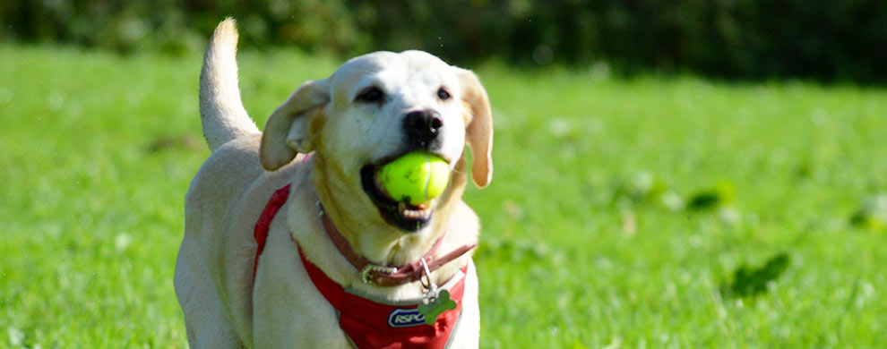 Sally the dog after care © RSPCA