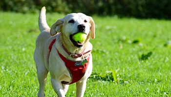 Sally the dog after care © RSPCA