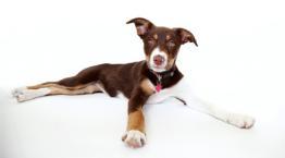 dog on white background