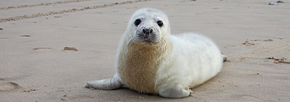 Seal pup alone on the beach ©  RSPCA