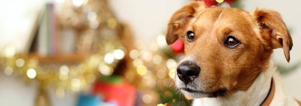 Be Animal-Friendly This Christmas | RSPCA Be Animal-Friendly This Christmas | RSPCA