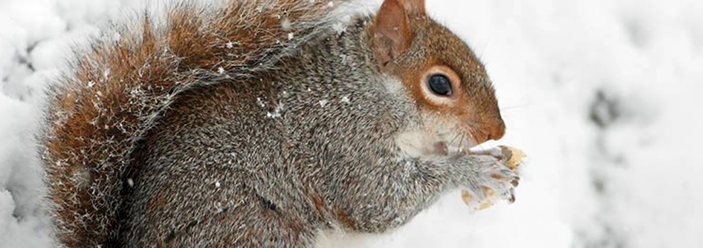 Animal Welfare in Winter - Seasonal Advice | RSPCA