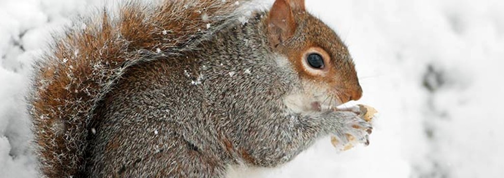 Animal Welfare in Winter - Seasonal Advice | RSPCA Animal Welfare in Winter - Seasonal Advice | RSPCA
