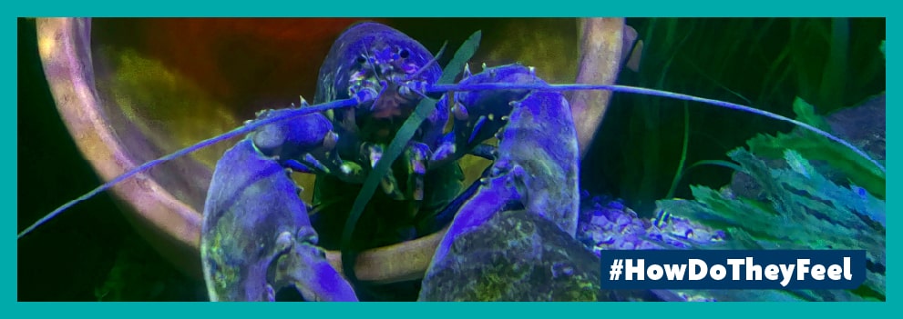 Lobsters are now recognised as sentient beings © RSPCA
