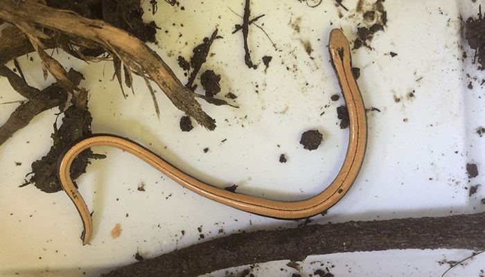 Slow-worms are commonly mistaken as snakes © RSPCA