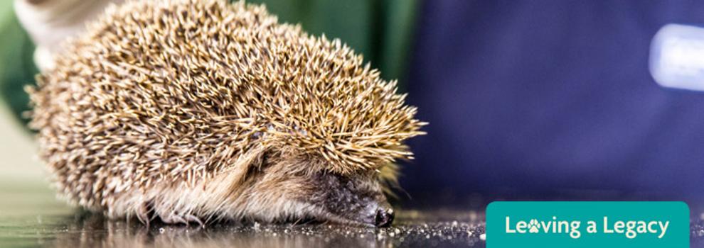 Hedgehog lying on vet table