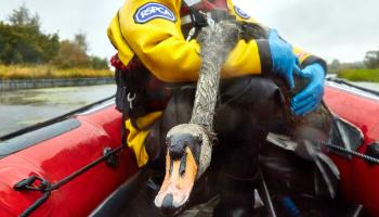 Swan being rescued by RSPCA Animal Rescuer