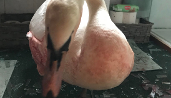 Swan on bathroom floor