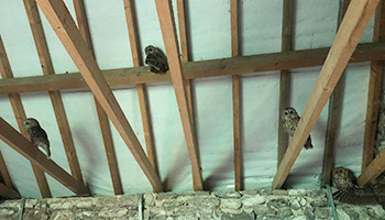 Tawny owls in a barn © RSPCA