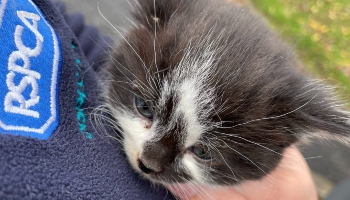 Ticky the cat with over 50 ticks © RSPCA