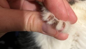 Poor Ticky had ticks in between her toes © RSPCA