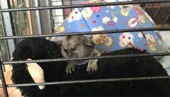 Tiktok the monkey kepy in poor conditions