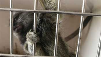 Tiktok the monkey after rescue