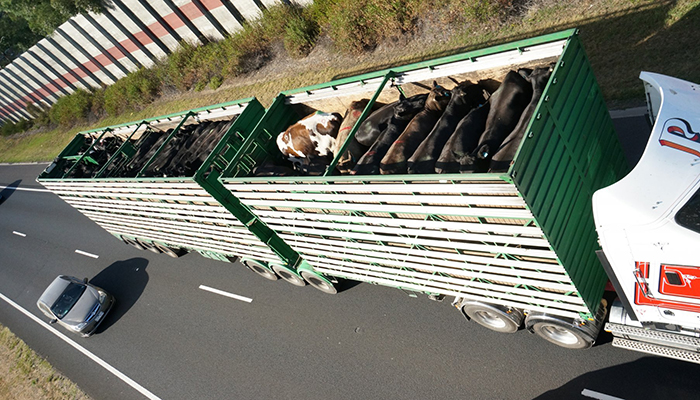 Transport truck with cows © Farm transparency project