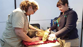 Two RSPCA Australia staff checking on a Koala