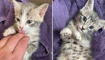 Two kittens found dumped