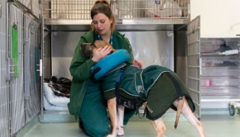 rspca rehoming centres near me