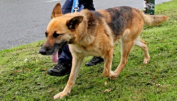 German shepherd walking next to owner on a lead by a road