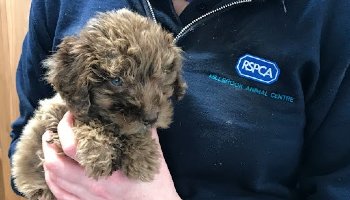 chocolate coloured cockapoo puppy in the arms of rspca animal care assistant