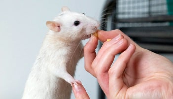 World Day for Laboratory Animals © RSPCA