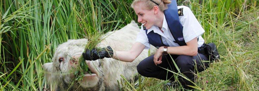 Inspector checking on a trapped cow