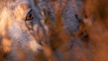Overall winner of Young Photographer Awards 2022, Mountain Hare by Ben Harrott