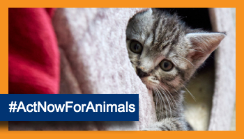 We campaign to better the welfare of all animals | RSPCA