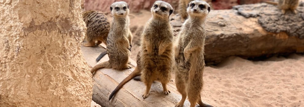meerkats standing up © Agent J / Unsplash