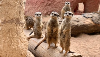 Keeping Meerkats As Pets | RSPCA