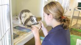 Contact your local RSPCA animal rescue centre, hospital or shop | RSPCA Contact your local RSPCA animal rescue centre, hospital or shop | RSPCA