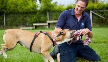 Animal care assistant playing tug of war with rescue dog © RSPCA