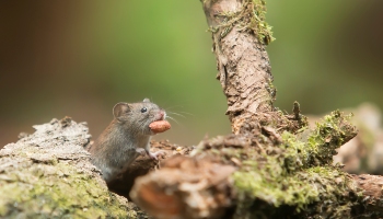 Rat eating a nut