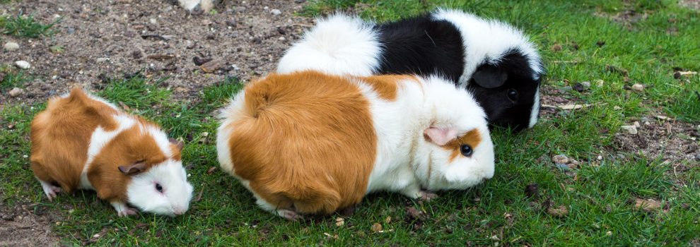 Keeping Guinea Pigs Together | RSPCA