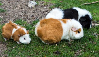 three guinea pigs on grass © Anton Nikolov / Unsplash