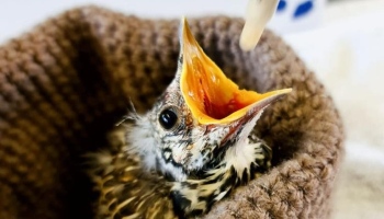 Baby bird being fed © RSPCA