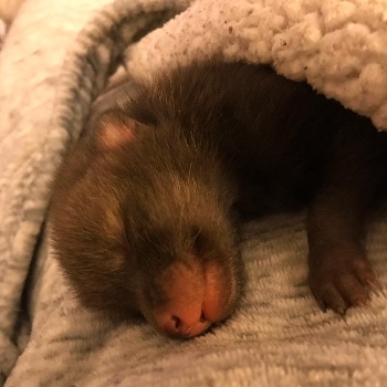 Baby fox recovering in RSPCA care