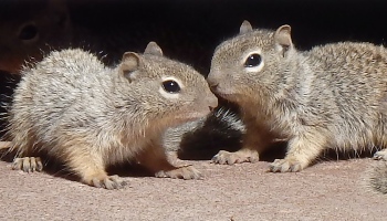 Baby squirrels