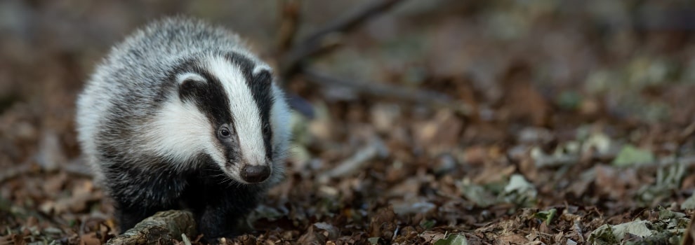 Badger in the wild © Vincent van Zalinge