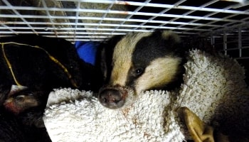 Badger persecution