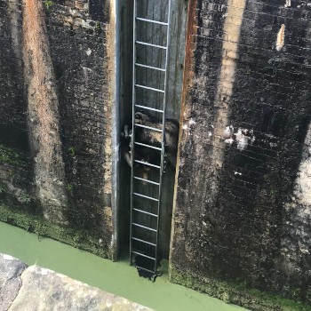 Badgers trapped down a canal © RSPCA