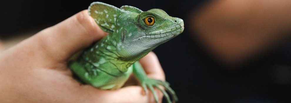 Caring for reptiles and other exotic pets | RSPCA