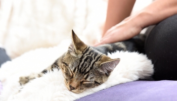 Cat being stroked on a rug