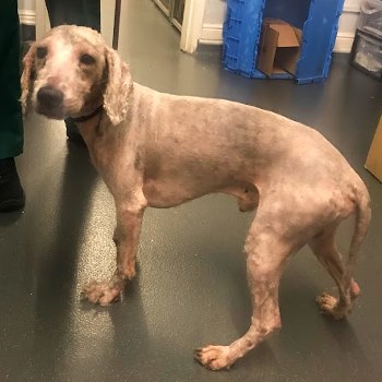 bedlington terrier with fur removed © RSPCA