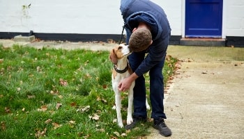 Bella with our staff © RSPCA
